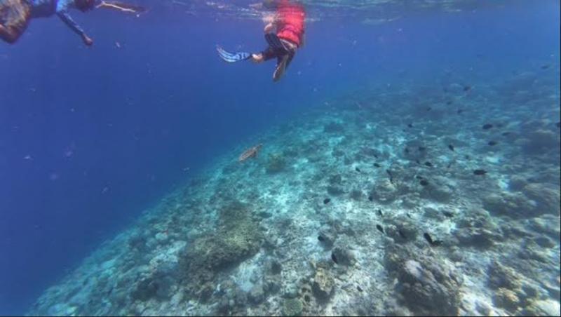 ティースタイル限定特典のシュノーケリングツアーでは、美しい海でたくさんの魚と泳げて、カメにも出会えて大感動！