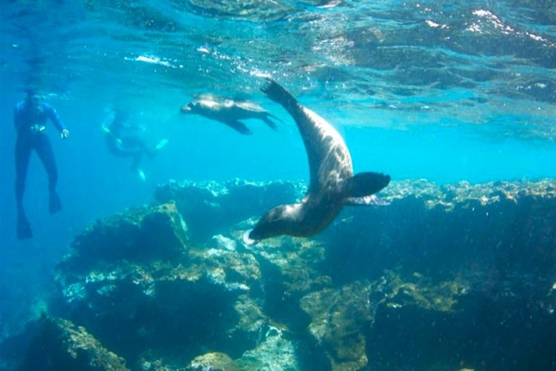 シュノーケリング