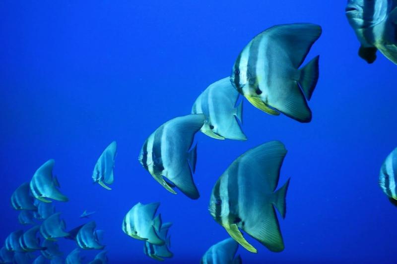 ダイビングでの1枚（ツバメウオの大群）