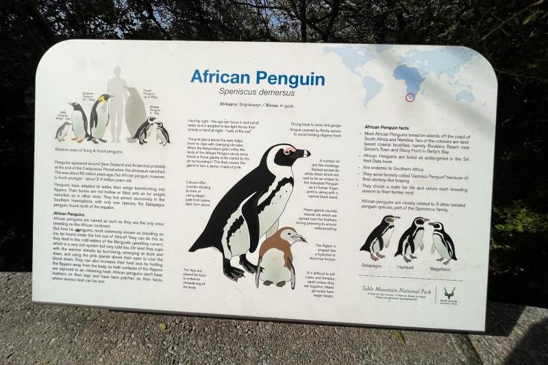 アフリカペンギンの説明書き