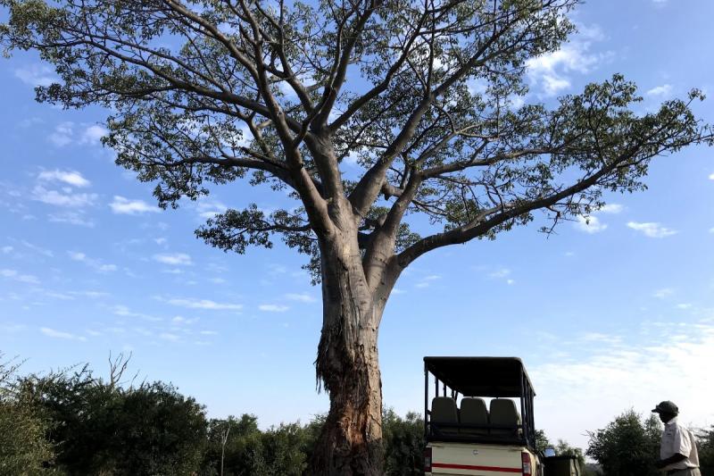 サファリ中に大っっっきなバオバブの木にも遭遇！