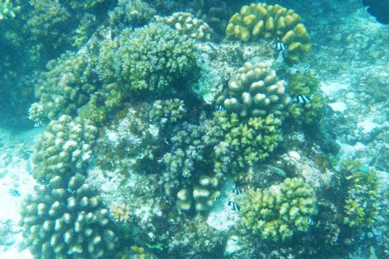 珊瑚礁の周りには小さい魚がいっぱい