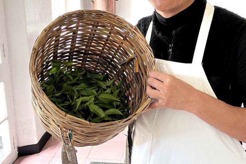 自分たちで摘み取った新芽を工場に持ち込みます