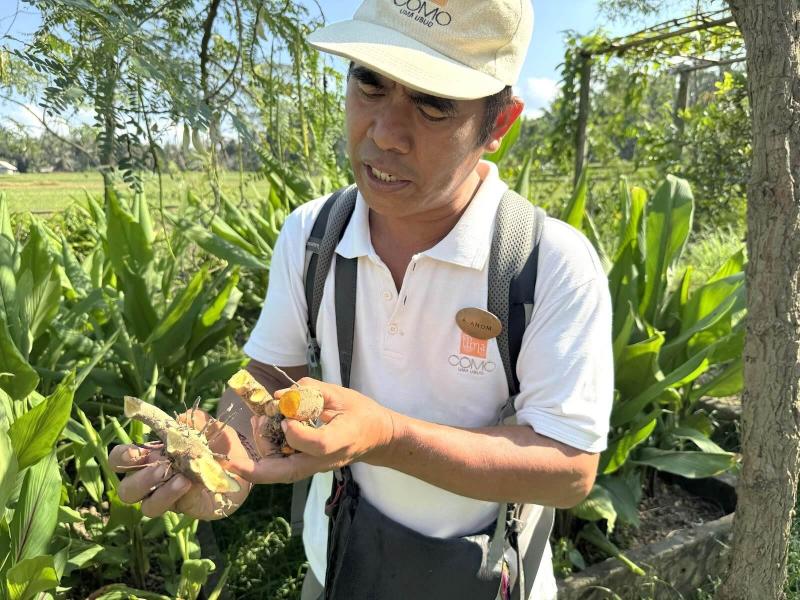 ターメリックとショウガの違いを説明してくれました。見た目はそっくり！