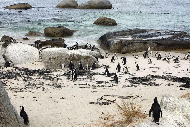 野生ペンギンのコロニー、ボルダーズビーチへ