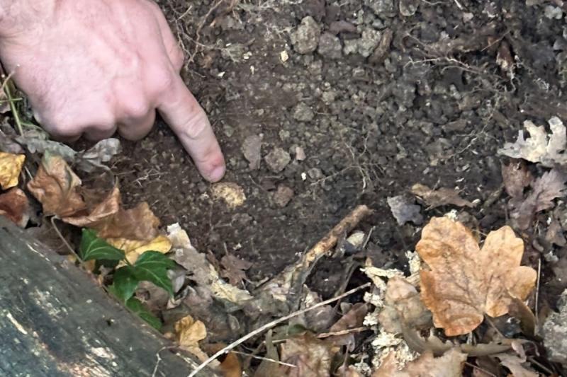 トリュフ発見！