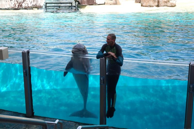 ホモサッサ州公園ツアーが中止になったので、シーワールド・オーランドへ。イルカショーの時の写真です
