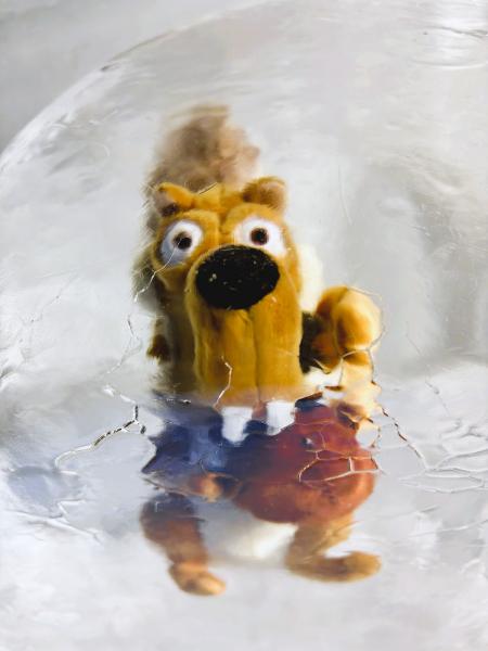 氷河に閉じ込められたリス？がかわいすぎる