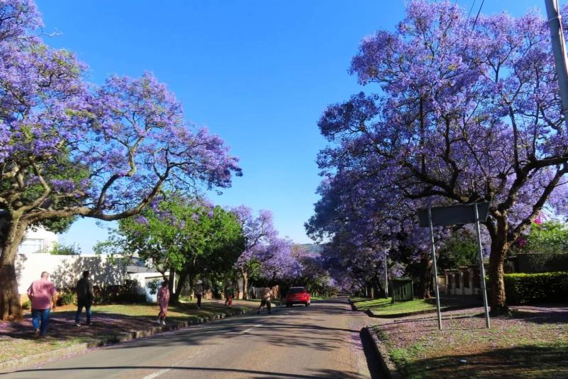 南アフリカの首都プレトリアなどで見られる、紫色の花が満開になったジャカランダの並木道