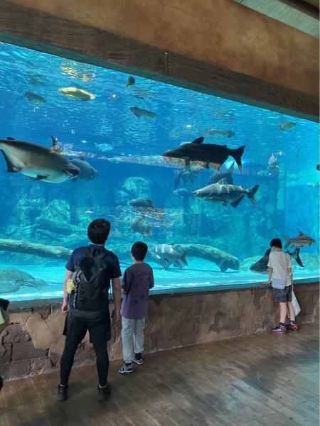 淡水魚の水族館ですが、迫力がありました