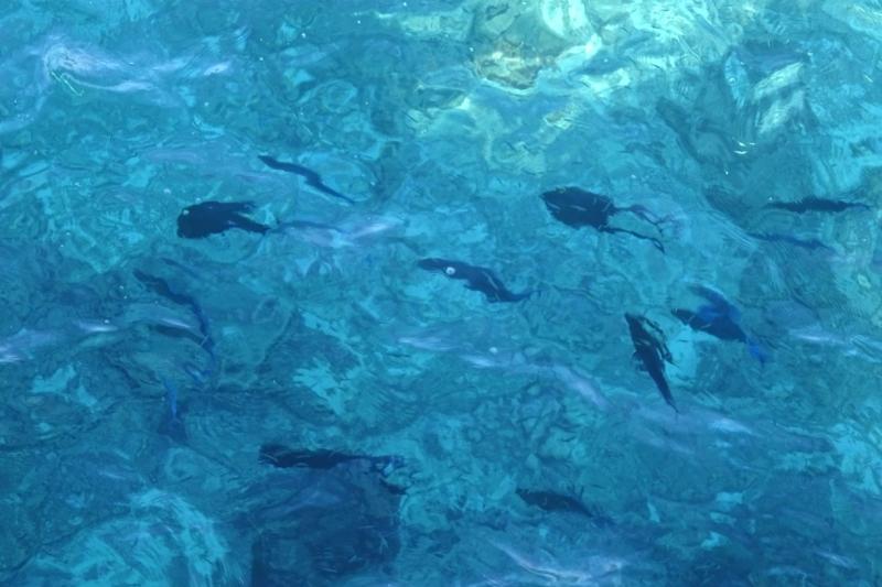 モルディブの海