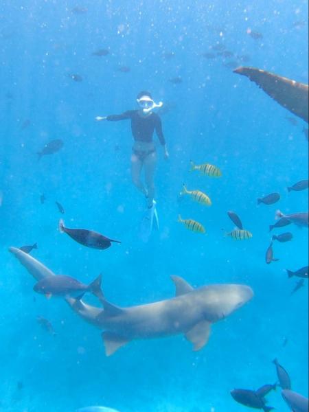 ナースシャーククエスト