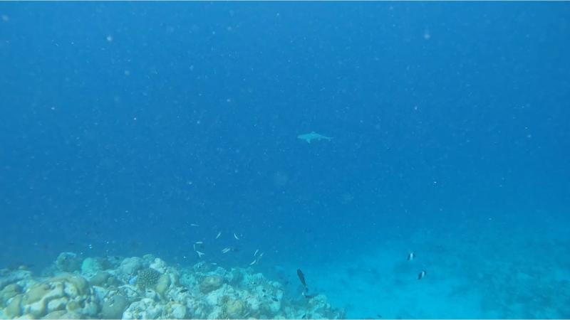 ドロップオフの先にはサメなど大きな魚が悠々と泳いでいました