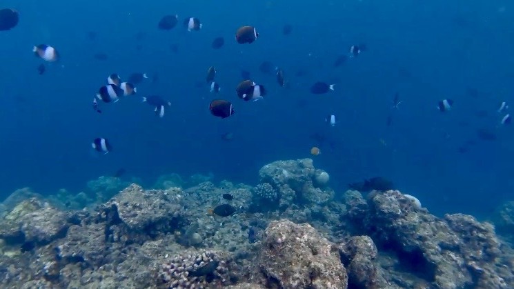 部屋から5分くらいのところのドロップオフで、大量の魚たちが泳いでいました