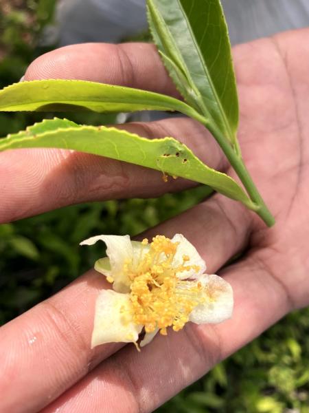 新芽とお茶の花