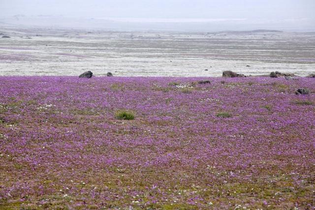 ●フラワーリング・デザートFlowering Desert世界で最も乾いているといわれるアタカマ砂漠で、十数年に1度突如現れる花園があります。大雨が降った後にのみ、砂漠を埋め尽くすかのように花々が咲き乱れ、フローリング・デザートと呼ばれています。砂漠の花園を求めて旅に出ませんか？