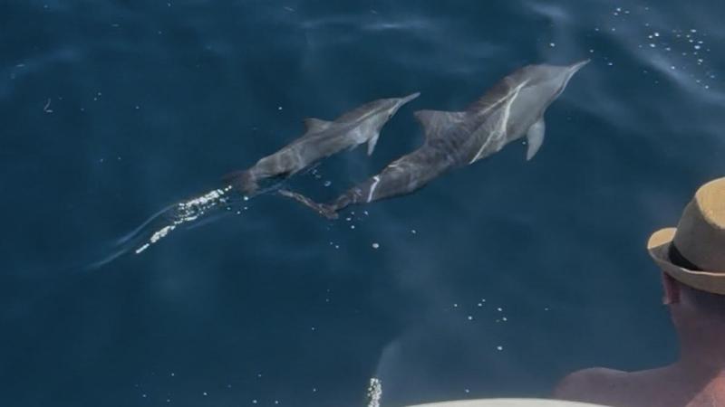 イルカの群れにも会えました