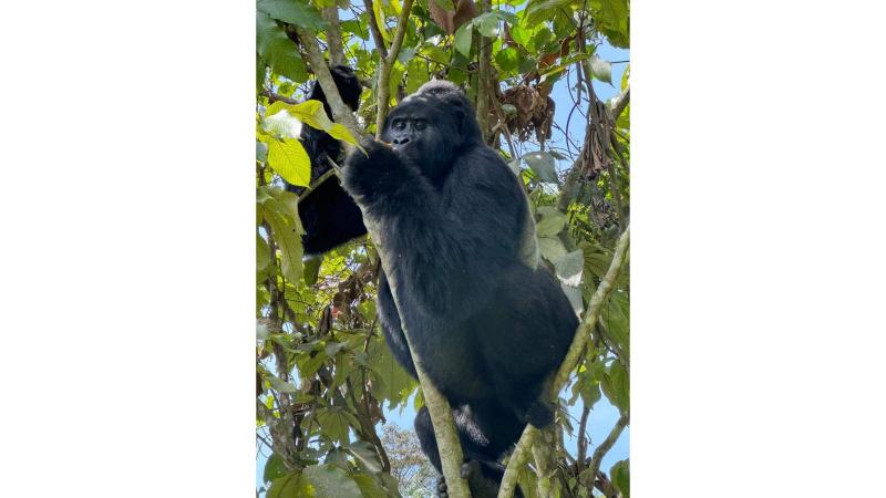 木に登って木の実を食べるゴリラさんショット