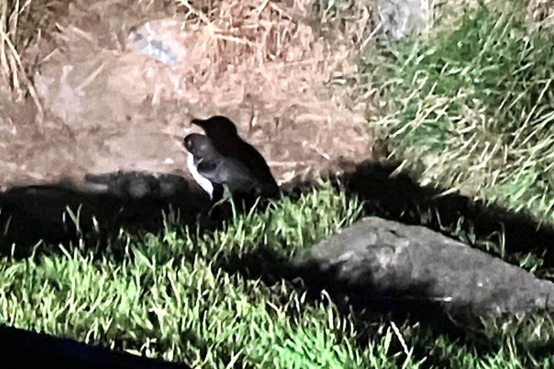 見学開始早々に近くの小道を歩いていたリトルブルーペンギン