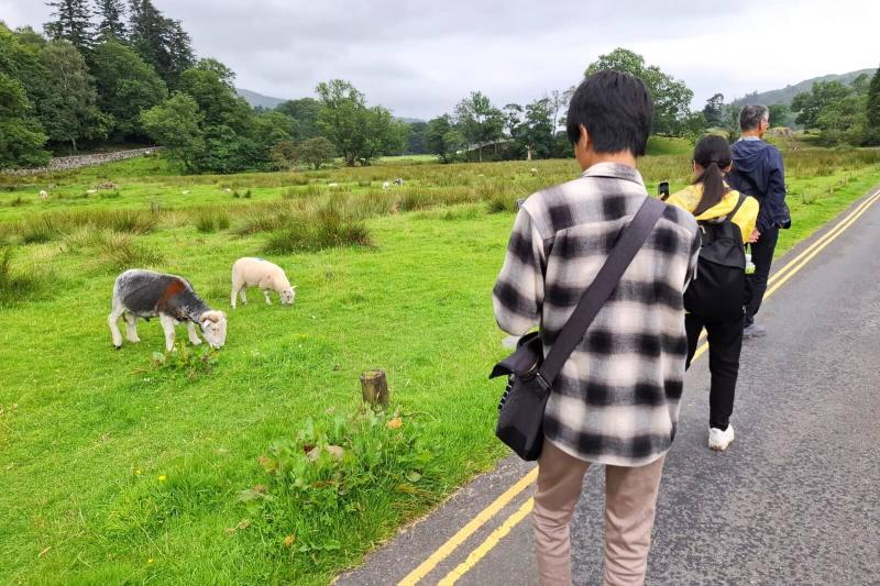 湖水地方原産の羊、ハードウィックシープ