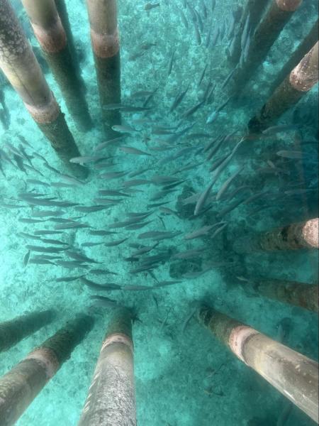 ダイニングの下はガラス床になっていて、いろいろな種類の魚がたくさん泳いでいるのが見えます