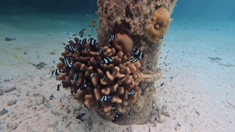 ヴィラを降りたすぐのところにきれいな魚たち