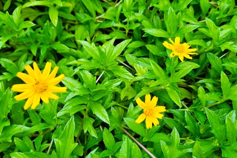 こちらのかわいらしい黄色い花が、現地の言語で“ミリヒ”と言うそうです