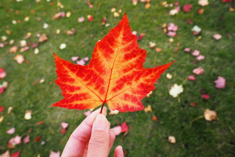 キレイなメープルリーフを発見。10月初旬はまだそんなに紅葉していませんでした