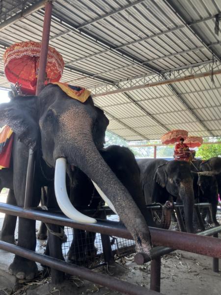 アユタヤ日帰り観光でゾウ乗り体験。こんな立派な牙のゾウも！