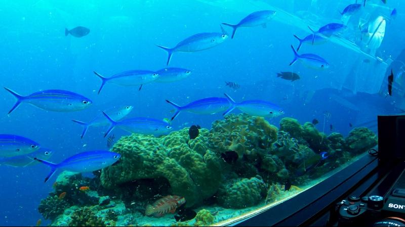 座席からの景色。こちらフラワリのロゴのモデルにもなっている通称フラワリフィッシュ！！ 青くて群れで泳いでる様子がとてもきれいでした！