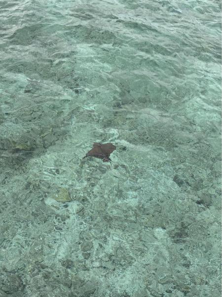 お部屋の外の海でエイを見かけました☆ かわいかった
