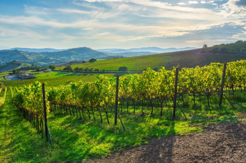 丘陵地に続くトスカーナのブドウ畑