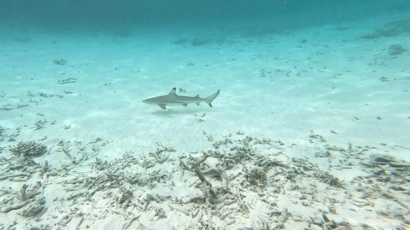 サメを撮ることに成功！