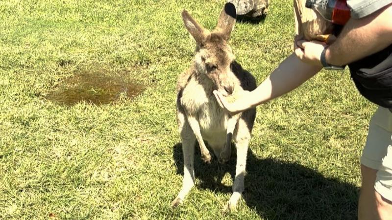 カンガルーにはエサやりもできます