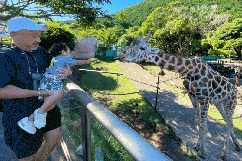 次に見たのはキリンさん（伊豆アニマルキングダムにて）