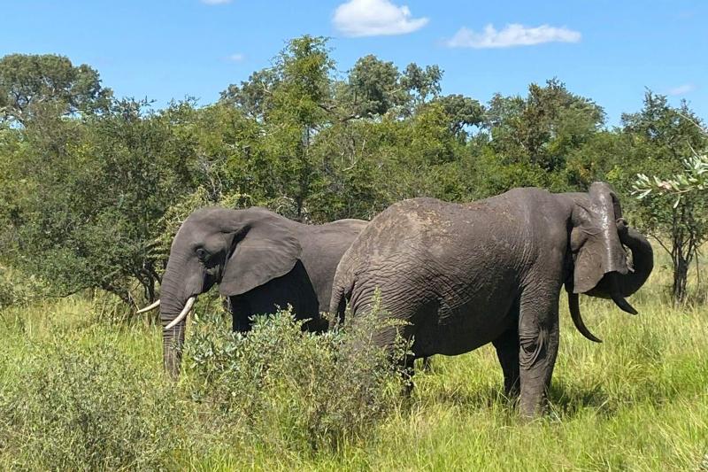 サビサンド私営保護区で本格サファリ体験