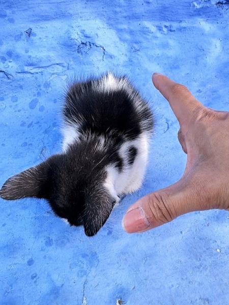 手のひらに乗ってしまいそうな子猫ちゃんたちが、いたるところにいます