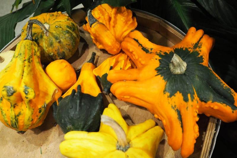いろいろな形のカボチャ