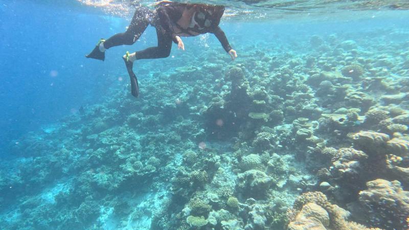 こちらはシュノーケリングツアーの様子です。ツアーで見たサンゴ礁、きれいでした！シュノーケリングはGoProで撮影をしたのですが、サメやウミガメ、サンゴ礁がとてもきれいに撮れており、持参していて本当によかったと思いました。