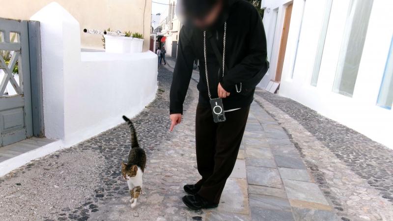サントリーニ島で出会ったネコちゃん