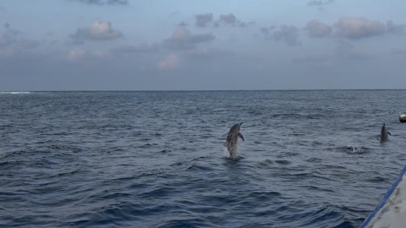 サンセットドルフィンクルーズでは最初に担当者から説明があり、必ずしも見られるわけではないことを念入りに言われたため、それほど期待していませんでした。しかし、実際にはほぼ大群と言っていいほどのイルカを見ることができ、かなり近くまで泳いできてくれたり、たくさんのイルカのジャンプを間近で見ることができました。クルージング自体も非常にスムーズで楽しく、一番の思い出になりました。