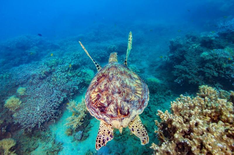 ウミガメに遭遇する確率高し！（©Frankland Islands Reef Cruises）