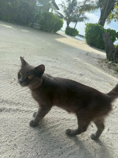 島の中に動物がちらほらいて、飼い猫さんもお散歩していました