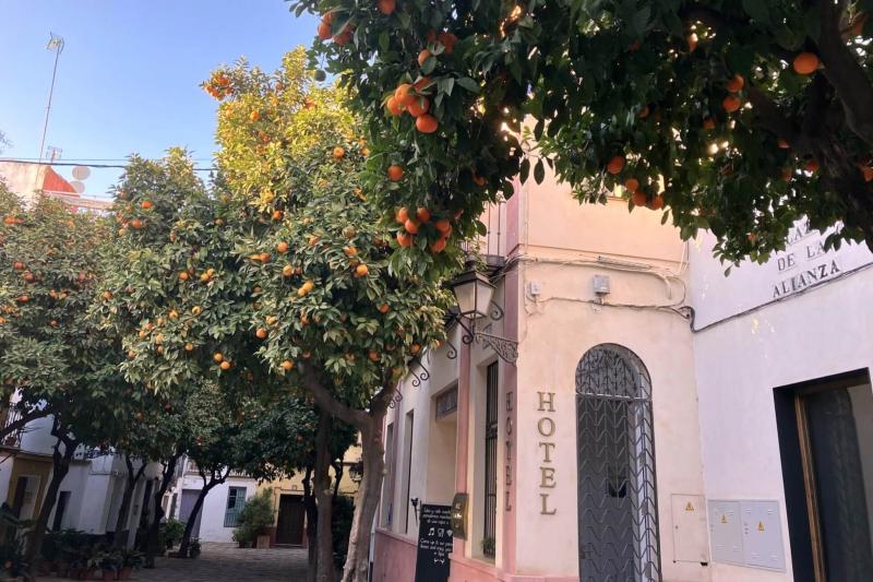 1～2月はオレンジの実がなる時期で、今回の視察中、どこに行ってもオレンジだらけ！ でも、残念ながら苦くて食べられないんだそう。市の職員が収穫をして、マーマレードや香水に加工されるそうです。