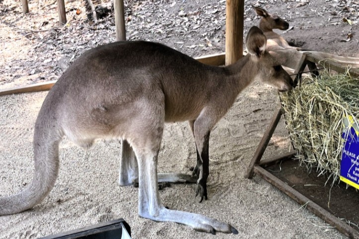 ハートリーズ動物園のカンガルー