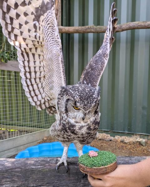 首の動かし方やクリクリの目がかわいい