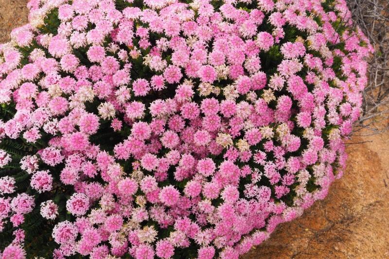 ピメレア フェルルギネア。オーストラリア原産の植物