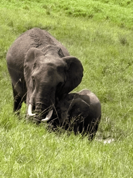 サファリ（ゾウの親子）