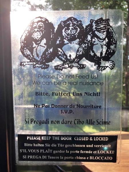 お部屋の窓を開けっぱなしにしておくと、サルが入ってくるそうです（笑）