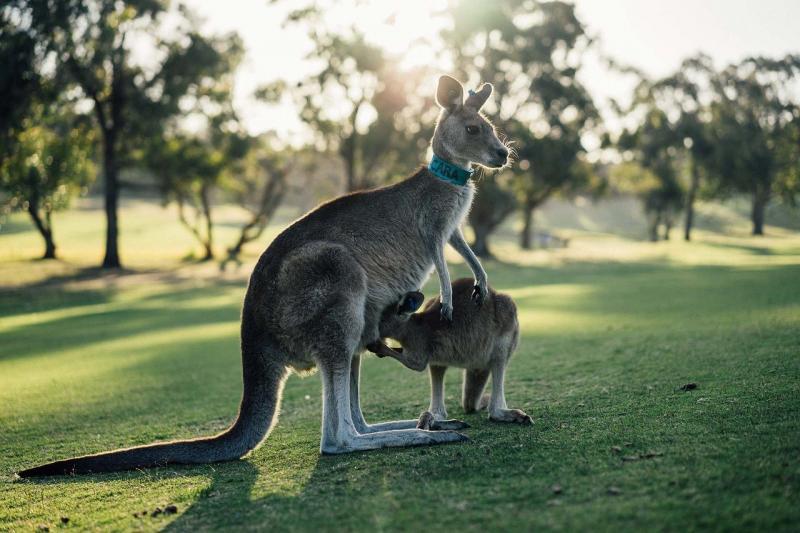 【カランビン・ワイルドライフ・サンクチュアリー】オーストラリア固有種の動物が保護されており、自然に近い形で飼育されています。コアラと触れ合ったり、写真撮影することが可能です。